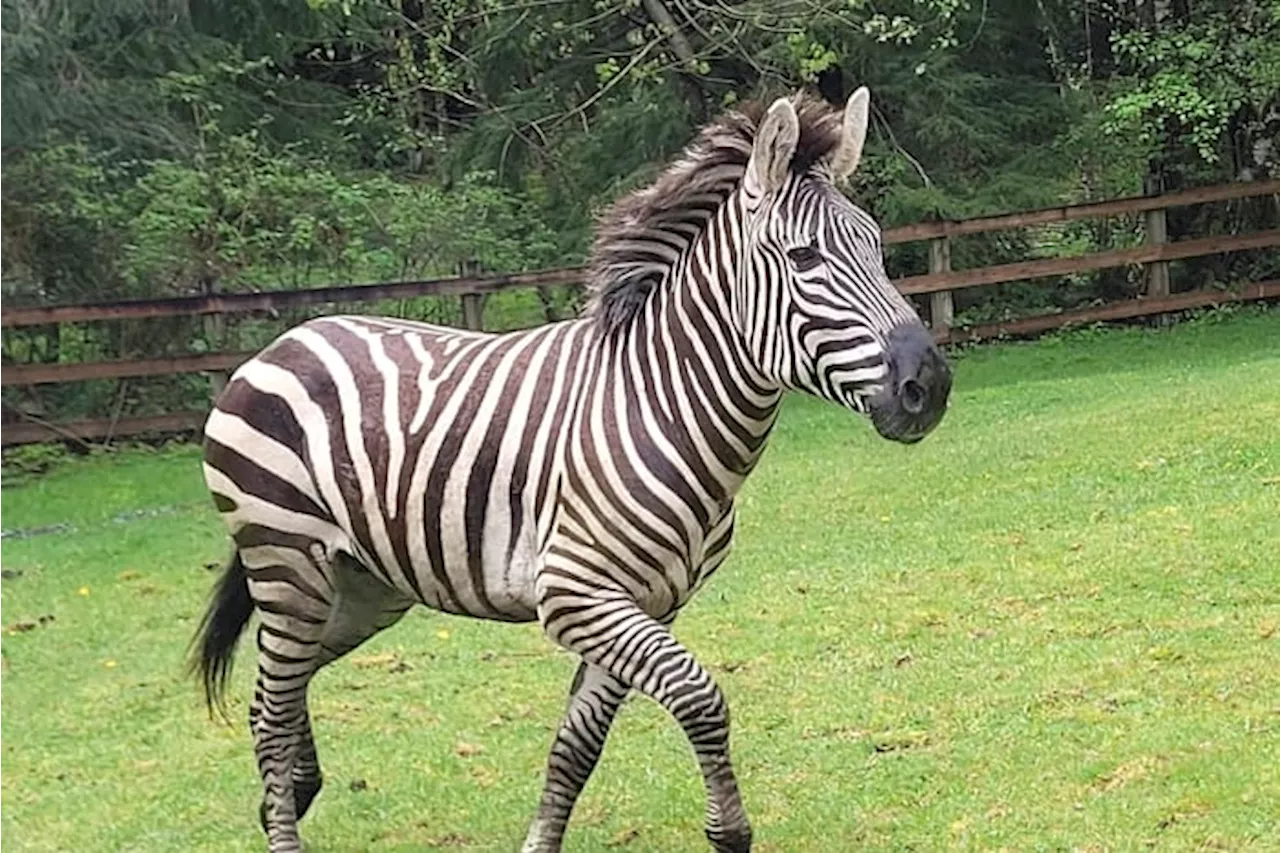 Zebra remains on the loose in Washington state as officials close trailheads to keep people away