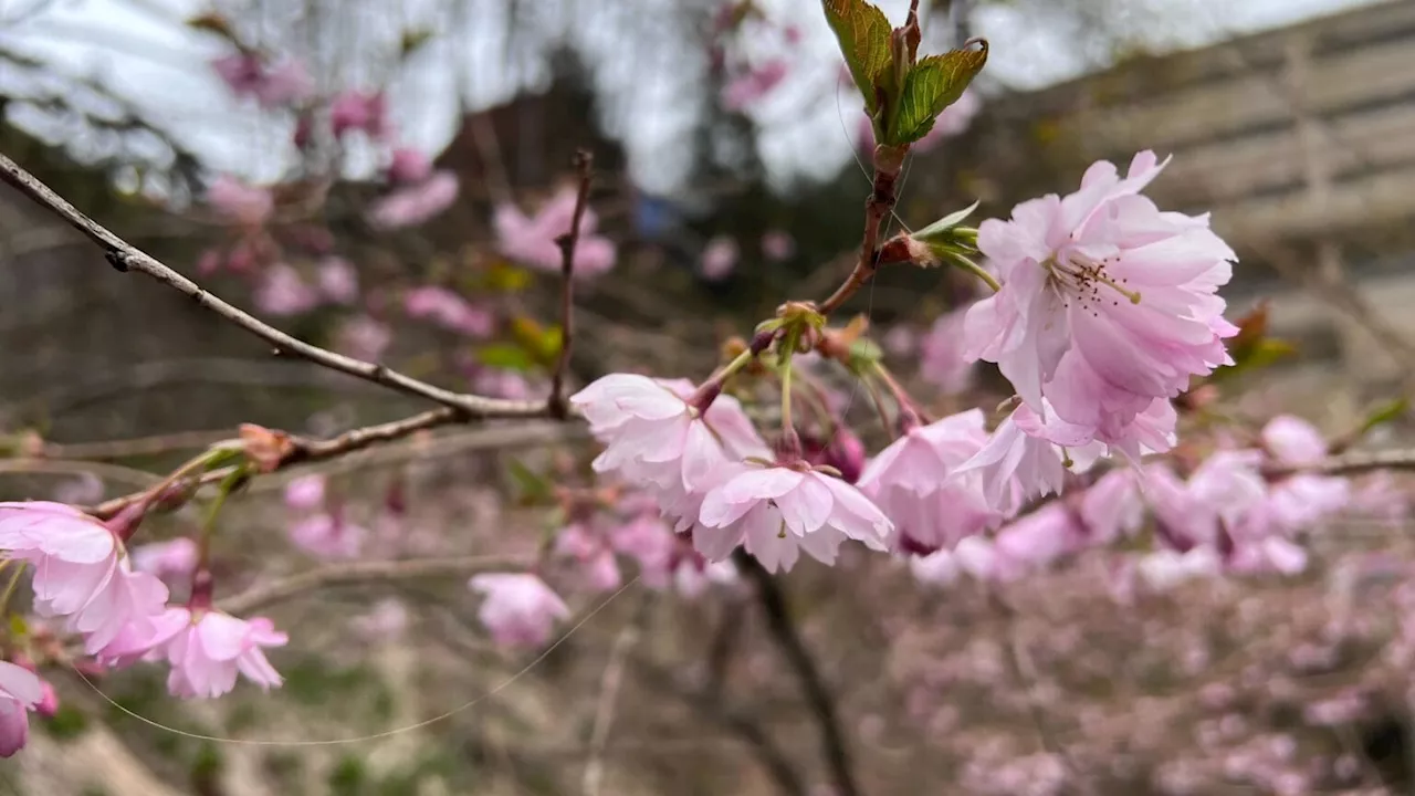 Garden Talk: Good pruning technique can help your trees and bushes reach their potential