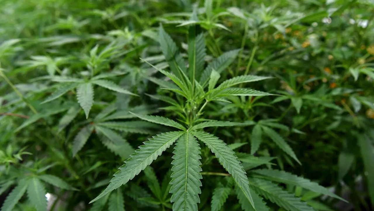 Scientists welcome new rules on marijuana, but research will still face obstacles