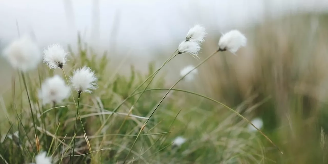 Propagating local species during Alaska Native Plant Month