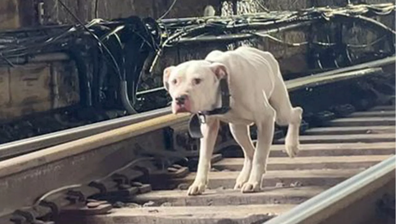 Il lieto fine di Laclede, il cane randagio che camminava sui binari di un treno cercando aiuto