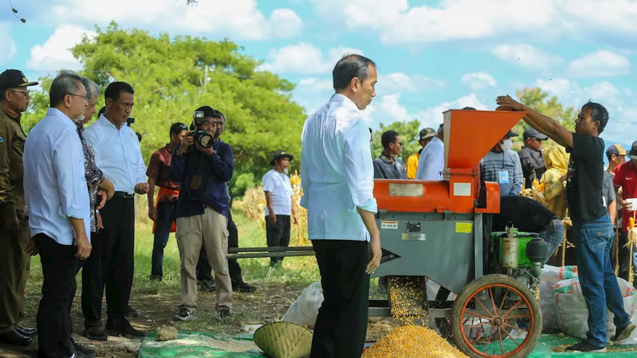 Tinjau Panen Raya Jagung di Sumbawa, Jokowi Tekankan Keseimbangan Harga