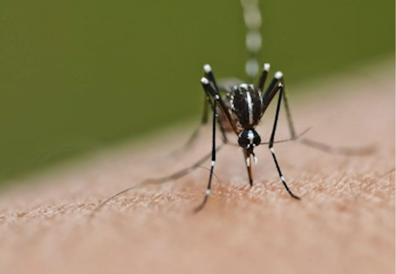 Dengue cases drop to 2,237 in ME17, no deaths reported, says Health D-G