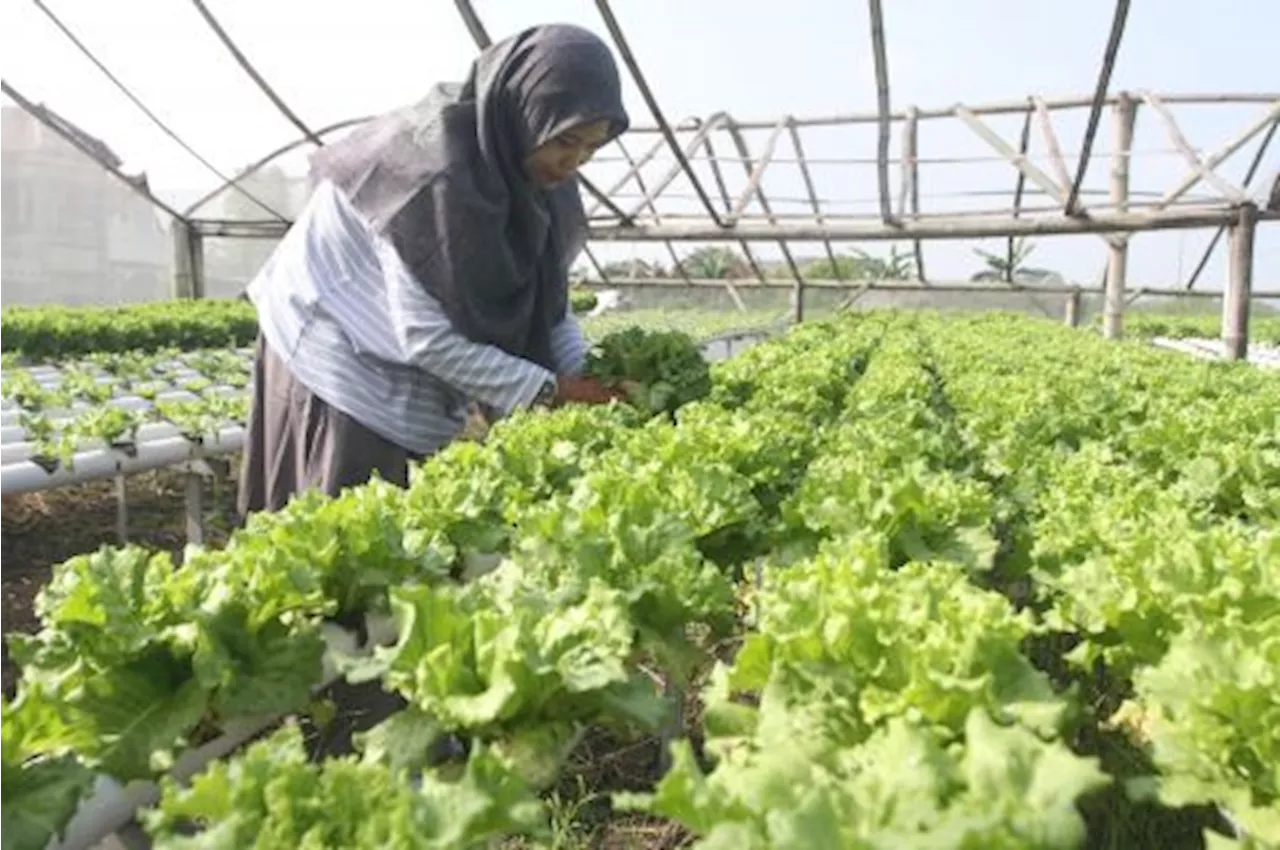 Kementan Dorong Petani Muda Berkolaborasi Perkuat Jejaring Bisnis