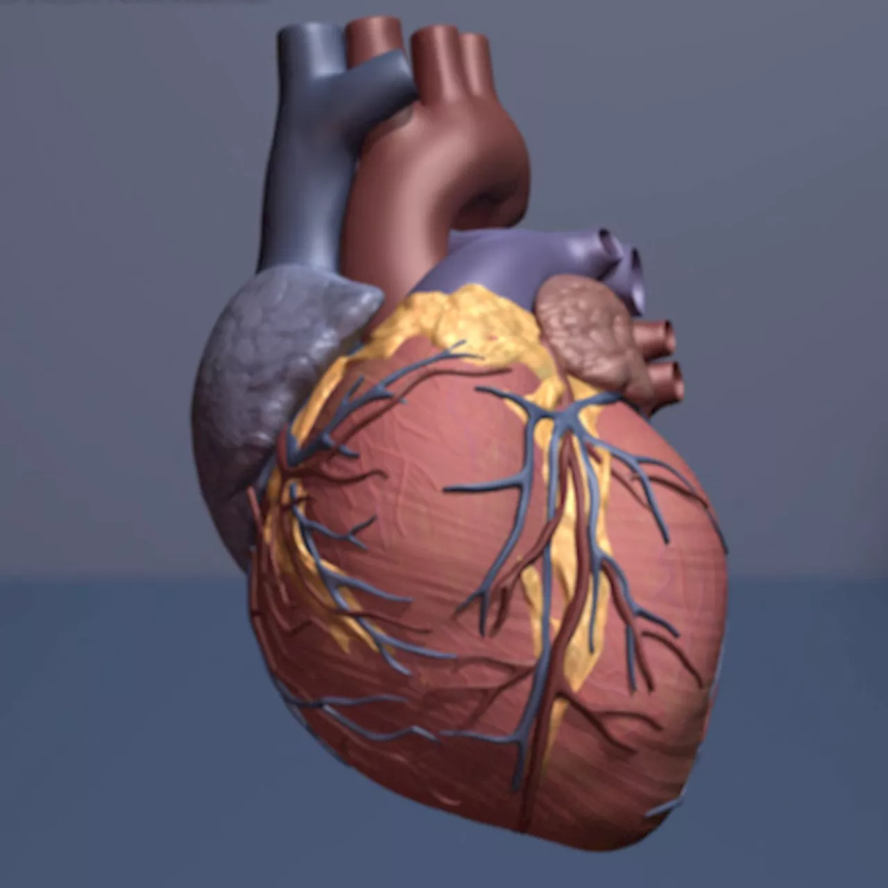 Biomimetic transcatheter aortic heart valve offers new option for aortic stenosis patients