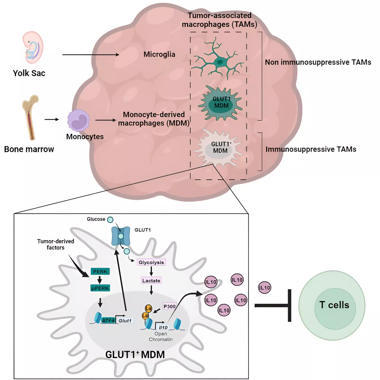 Scientists discover new immunosuppressive mechanism in brain cancer