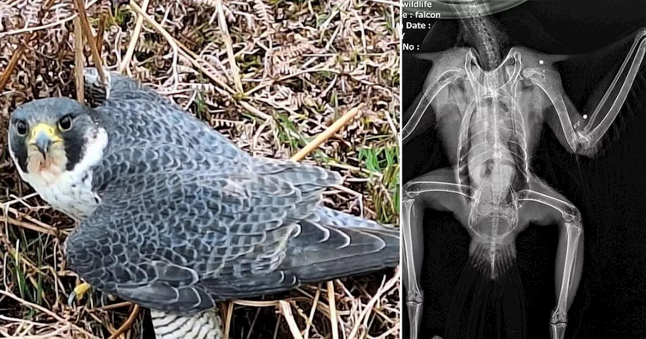 Reward of £10,000 offered after peregrine falcon shot dead on nature reserve