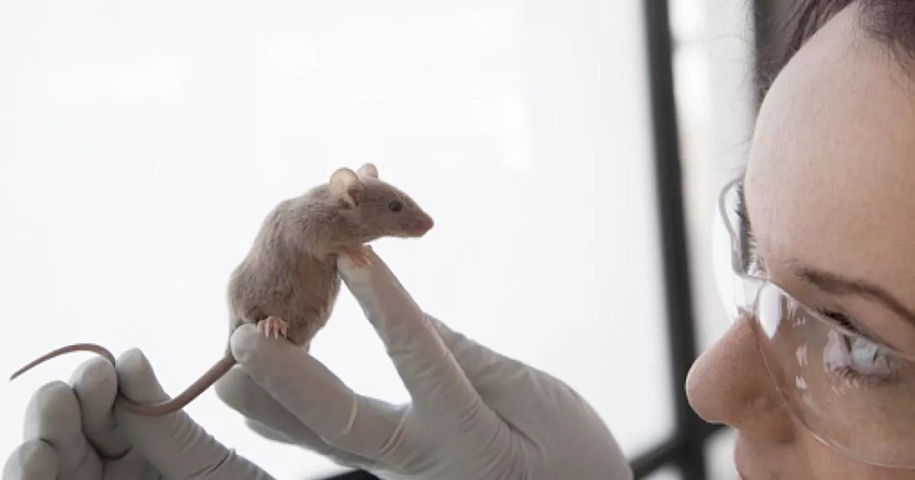 Scientists have created a Frankenstein mouse with a part-rat brain