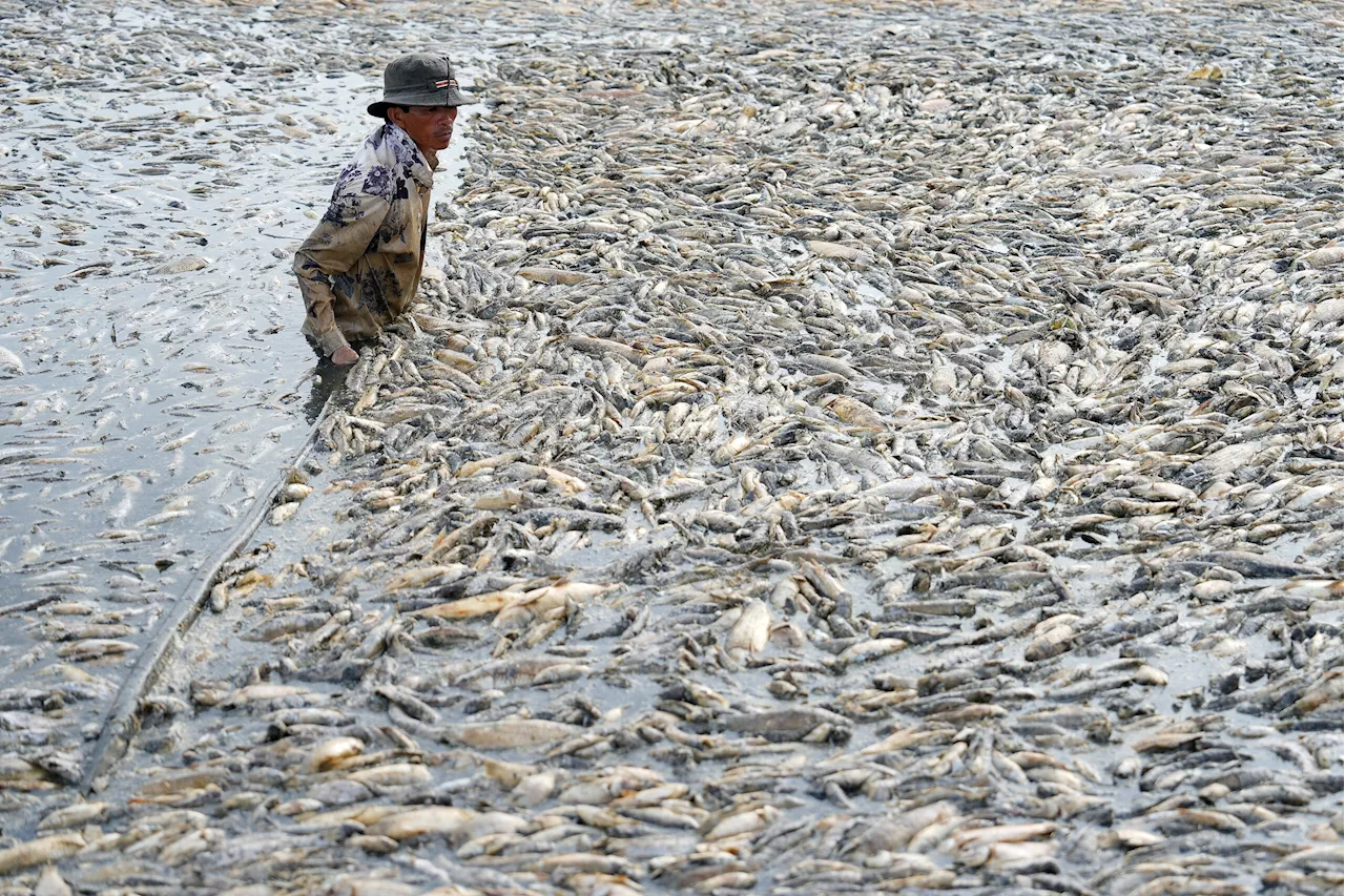 Mass fish die-off in Vietnam as heatwave roasts Southeast Asia