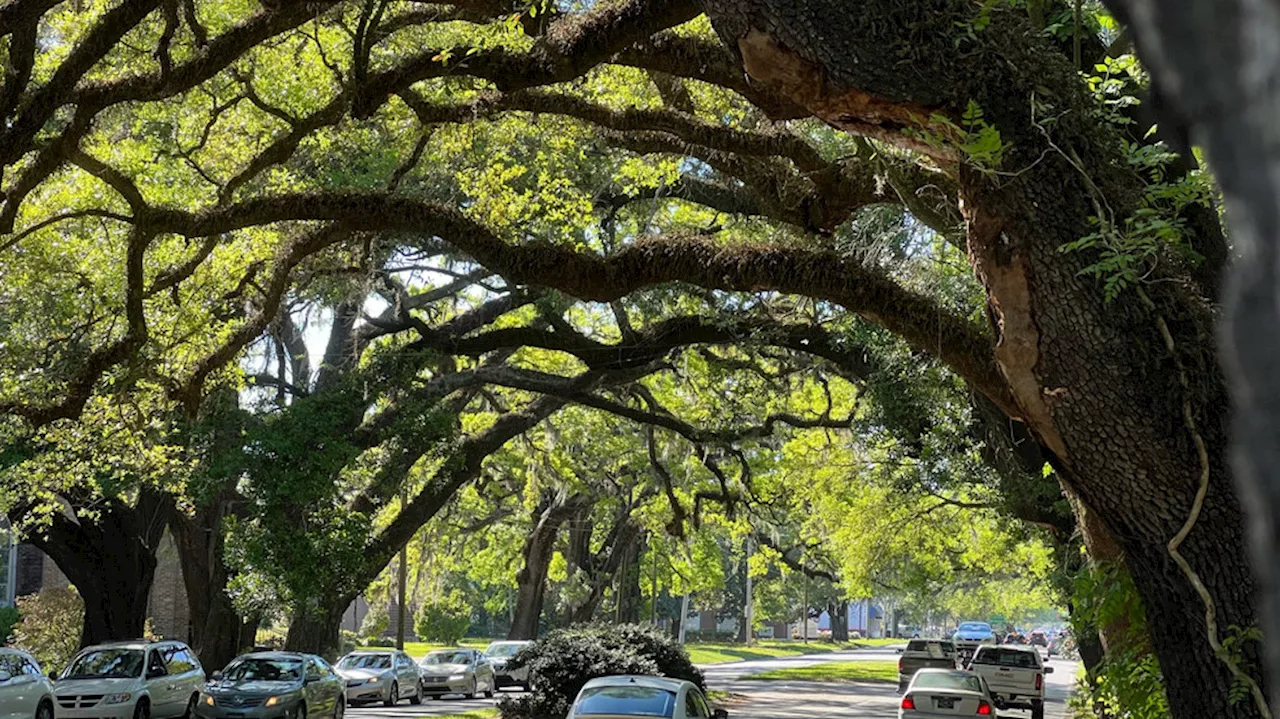 City of Mobile to remove, prune damaged trees along Springhill Ave.