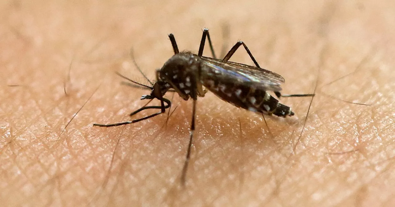 To fight mosquitoes, L.A. is releasing thousands of other mosquitoes