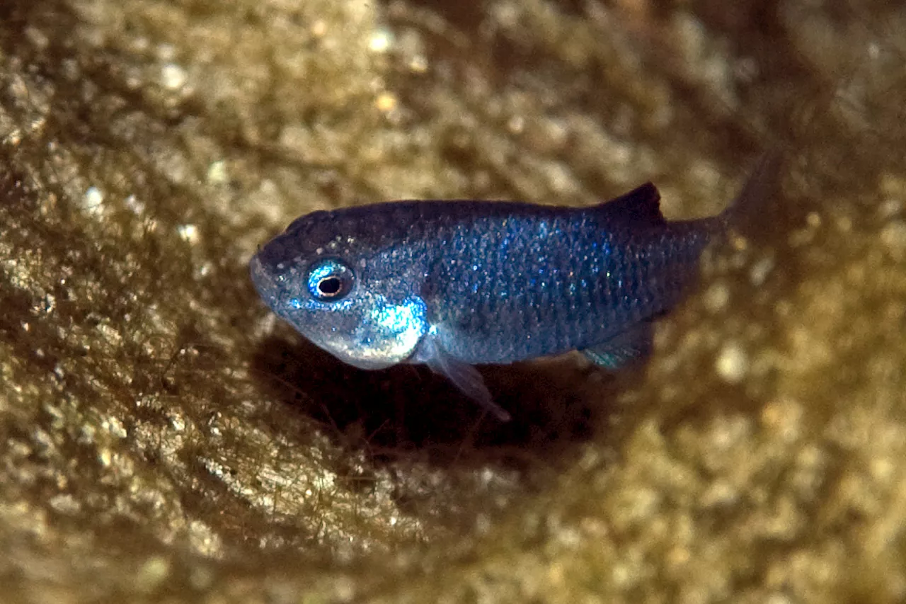 One of Earth's Rarest Fish Sees 'Remarkable' Return From Near-Extinction