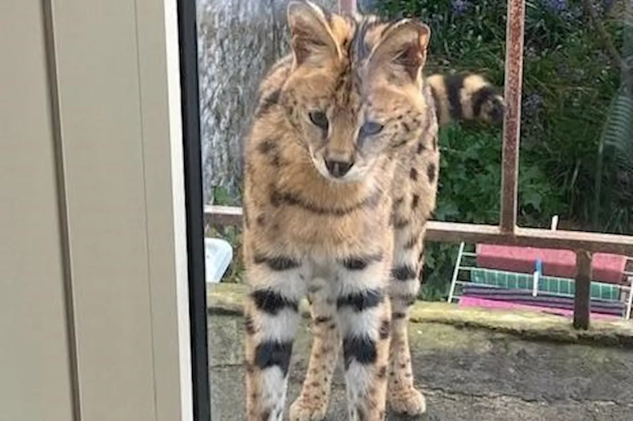 Politie op zoek naar eigenaar van Afrikaanse serval: dier zat gewoon op terras