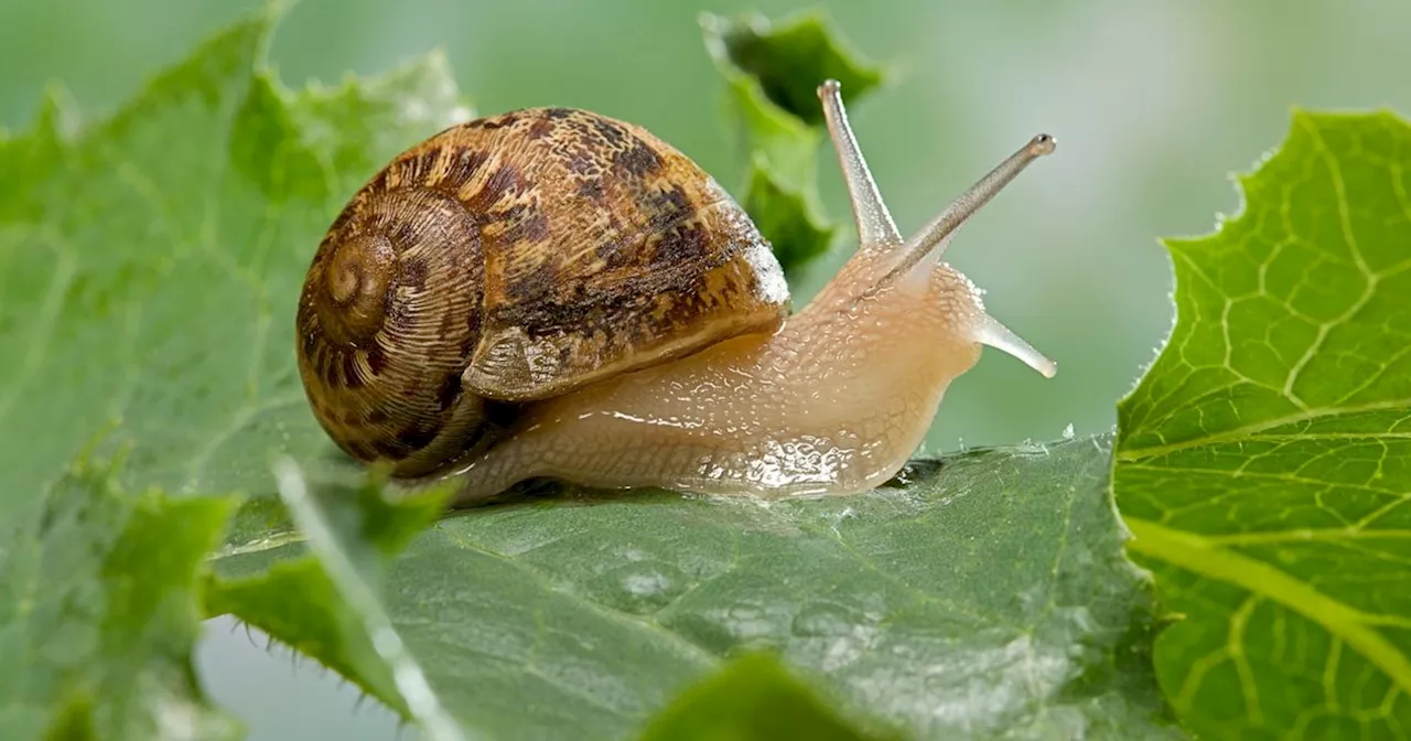 Gardeners share cheap and natural way to keep slugs and snails off plants