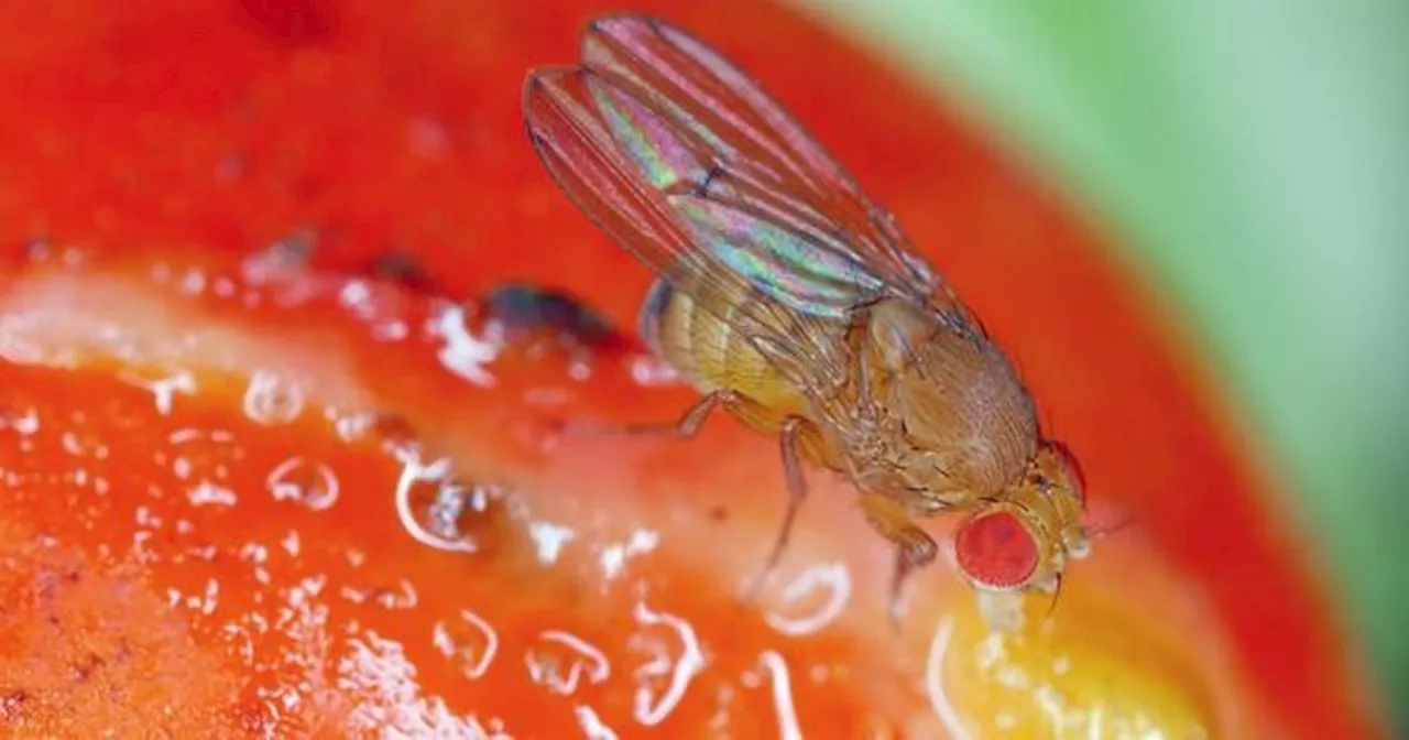 Gardeners warned to be vigilant against common pest which can 'ruin a crop'