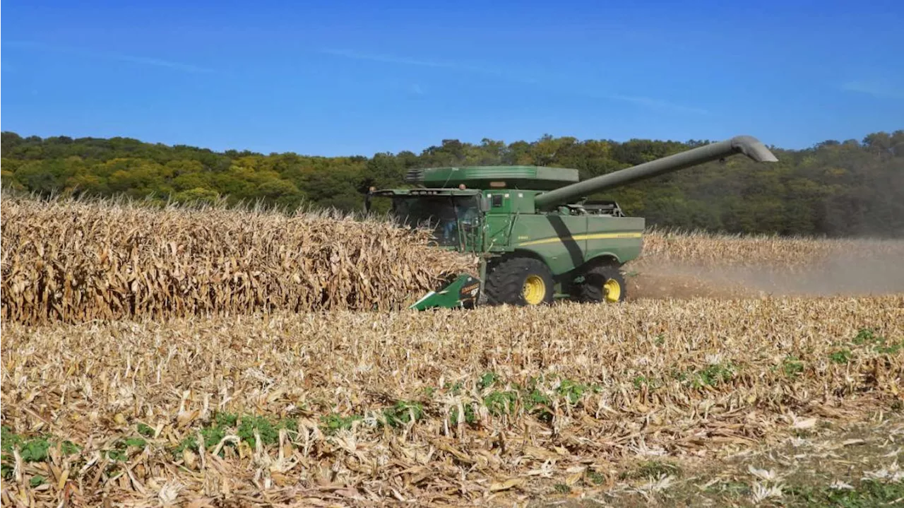 La chicharrita no deja de hacer estragos en el maíz y sigue sumando pérdidas de producción