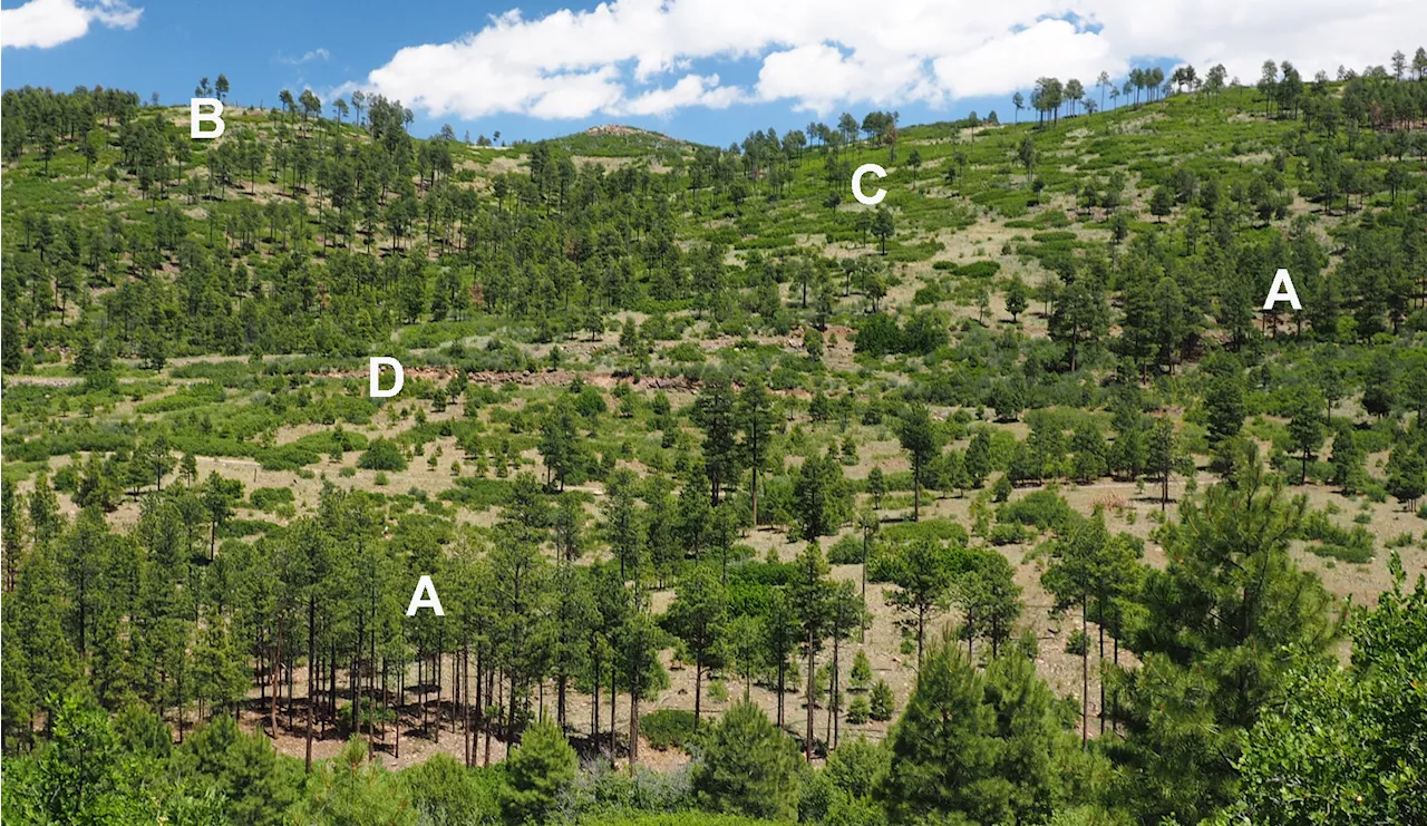 Contemporary wildfires not more severe than historically in western US dry forests: Study