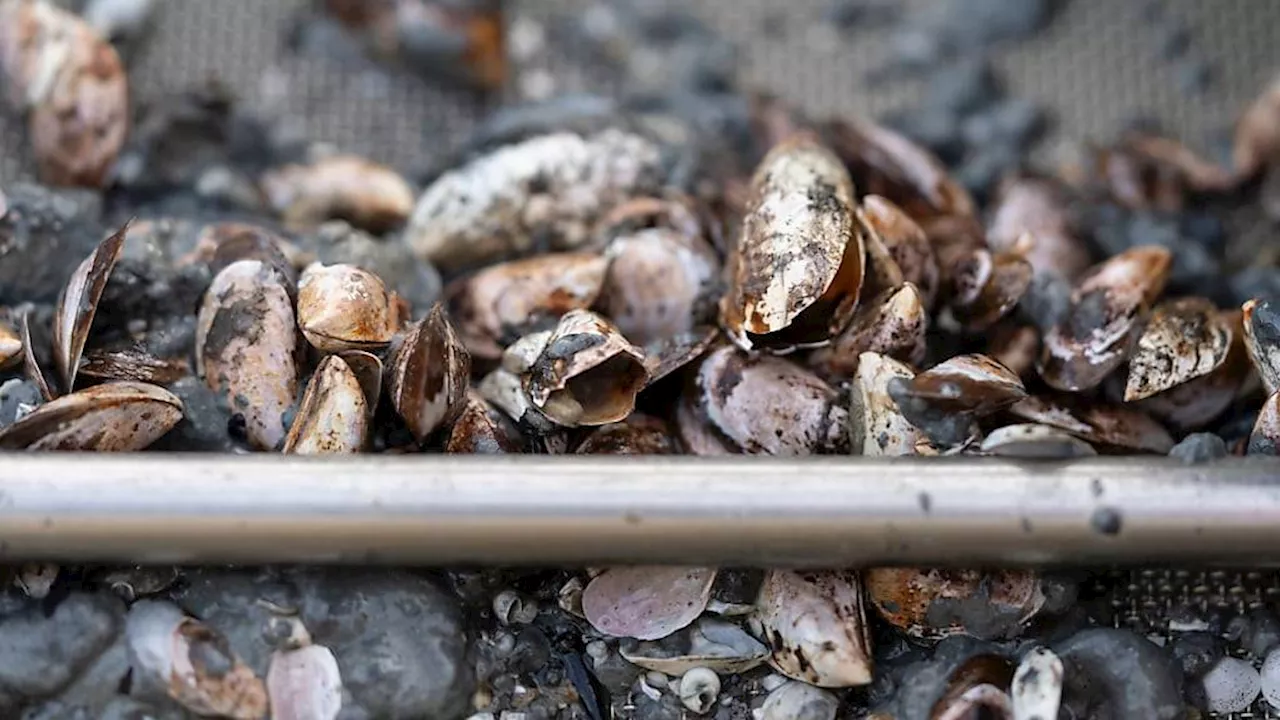 «Lässt zu wünschen übrig»: Fischereiverband ist enttäuscht von Kanton
