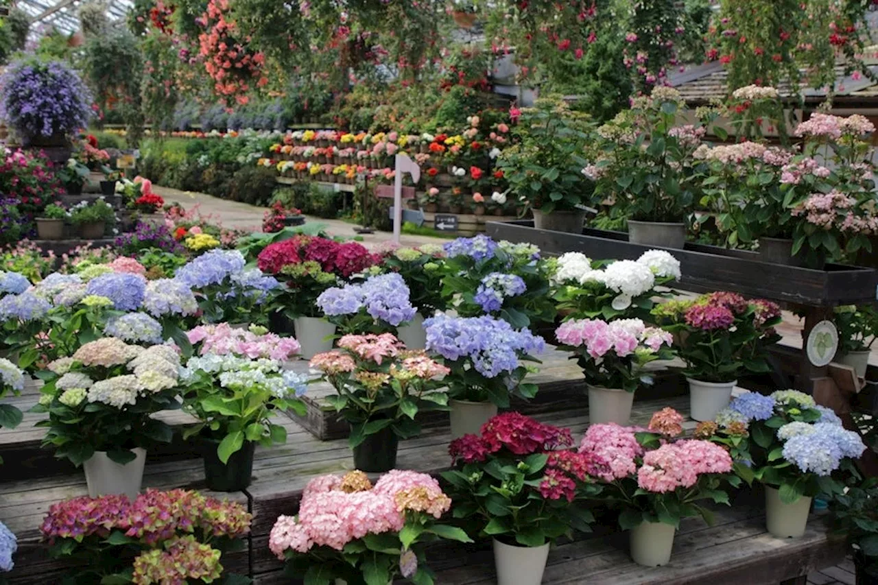 富士花鳥園：アジサイ、シャクナゲが見頃を迎えています Fuji Kachoen: Hydrangeas and rhododendrons are in bloom