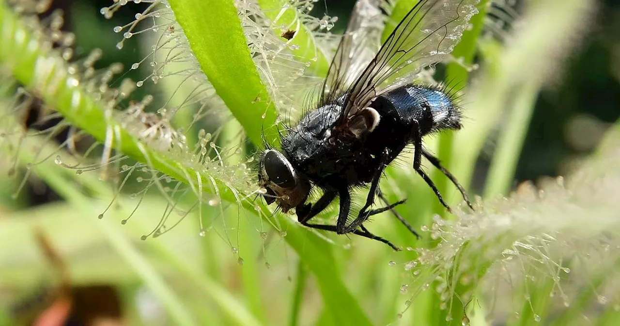 Fliegen im Haus und Garten: Was effektiv gegen Fliegen hilft​