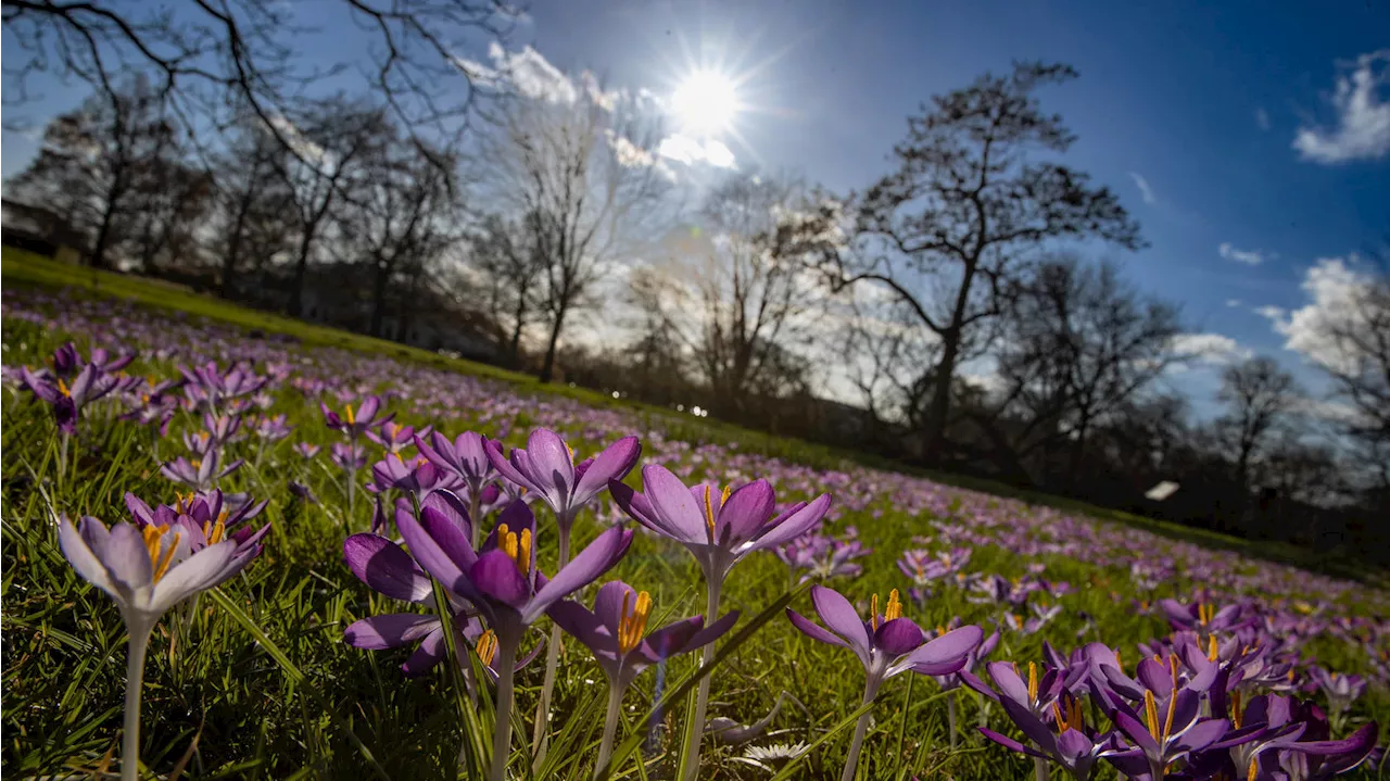 20-Grad-Marke wackelt im Frühling 2024 - ist der Spätwinter schon in Sicht?