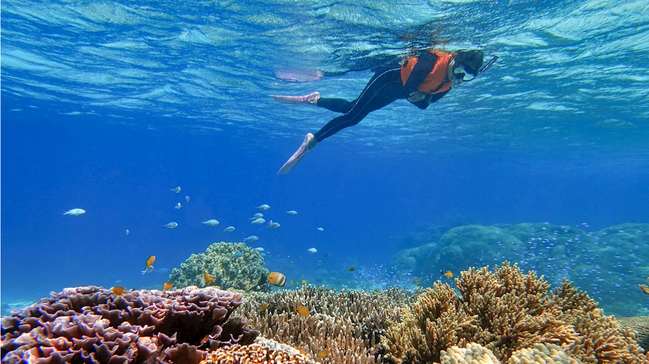 Australien: Tod beim Schnorcheln – Touristin (51) stirbt am Great Barrier Reef!