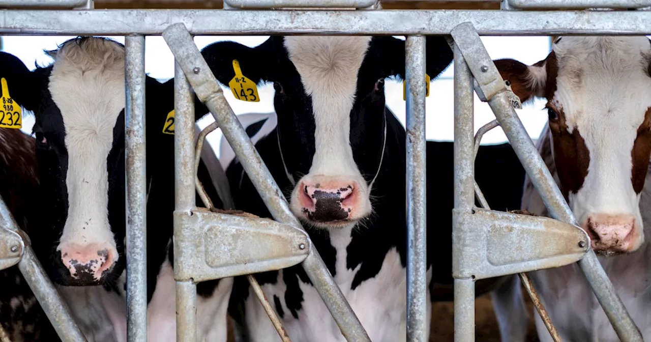 US health officials warn dairy workers are at risk from bird flu