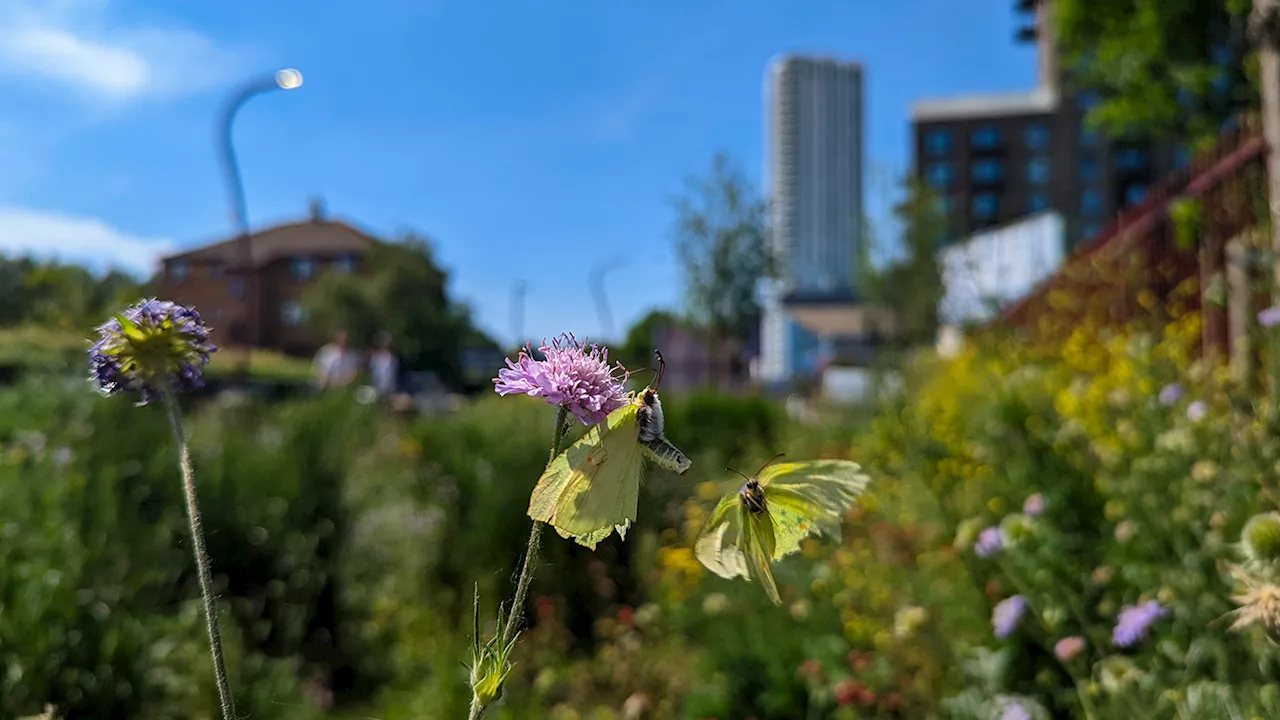 Want to see butterflies in your backyard? Try doing less yardwork