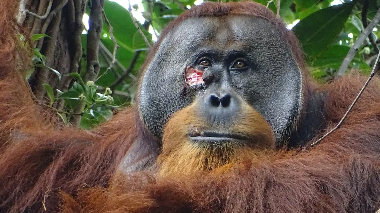 Orangutan seen using medicinal plant to treat wound in first for wild animals