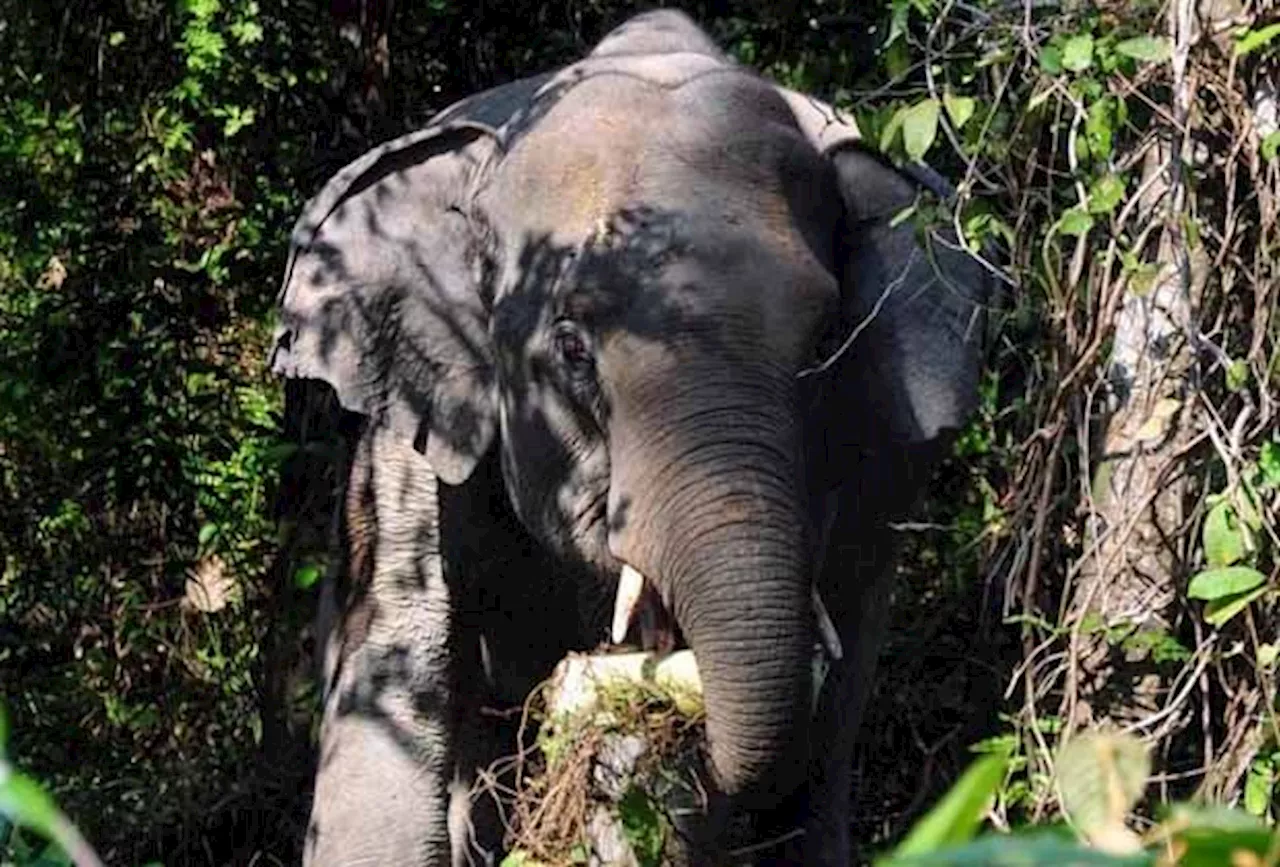 Kelantan Perhilitan captures wild elephant in Tanah Merah