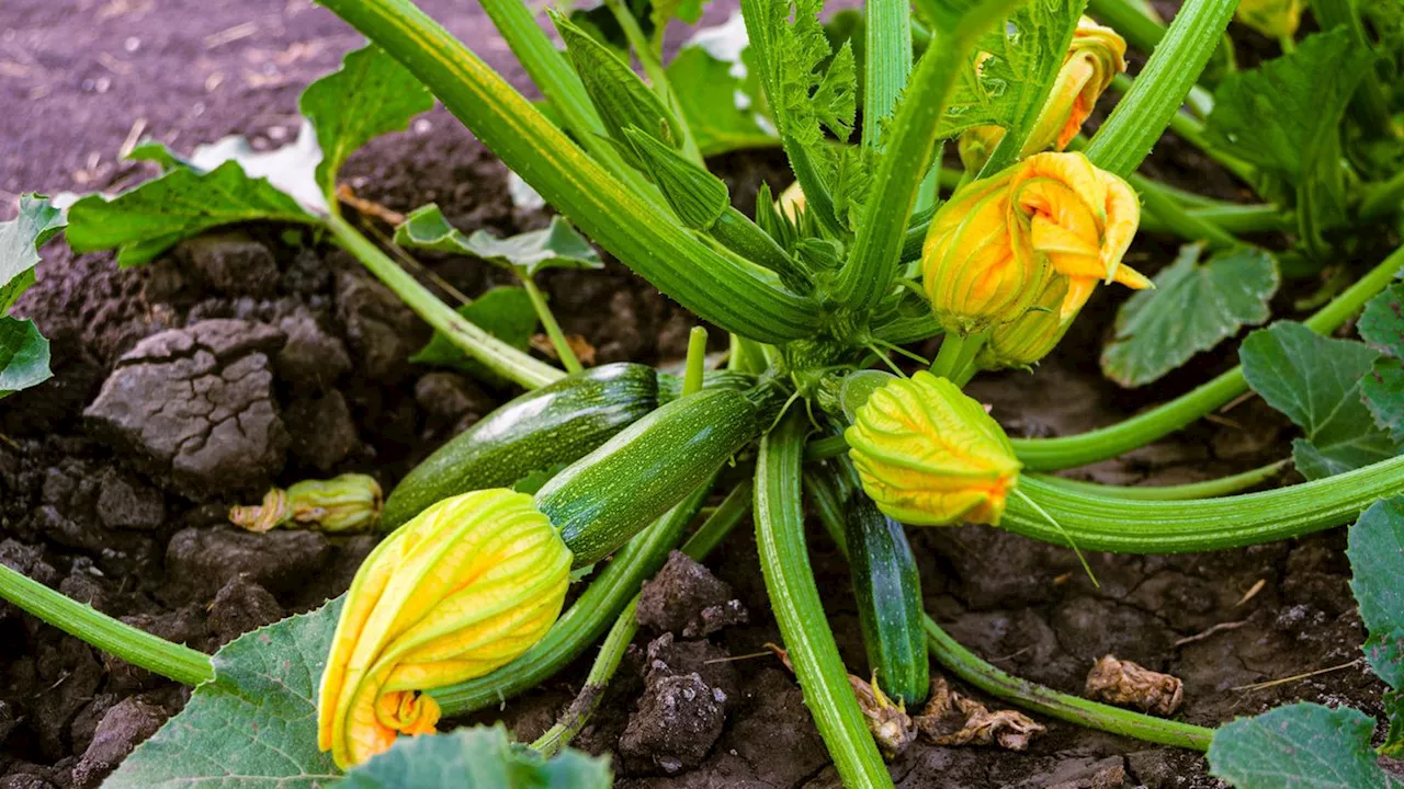 Zucchini pflanzen: Tipps & Tricks für Garten und Hochbeet