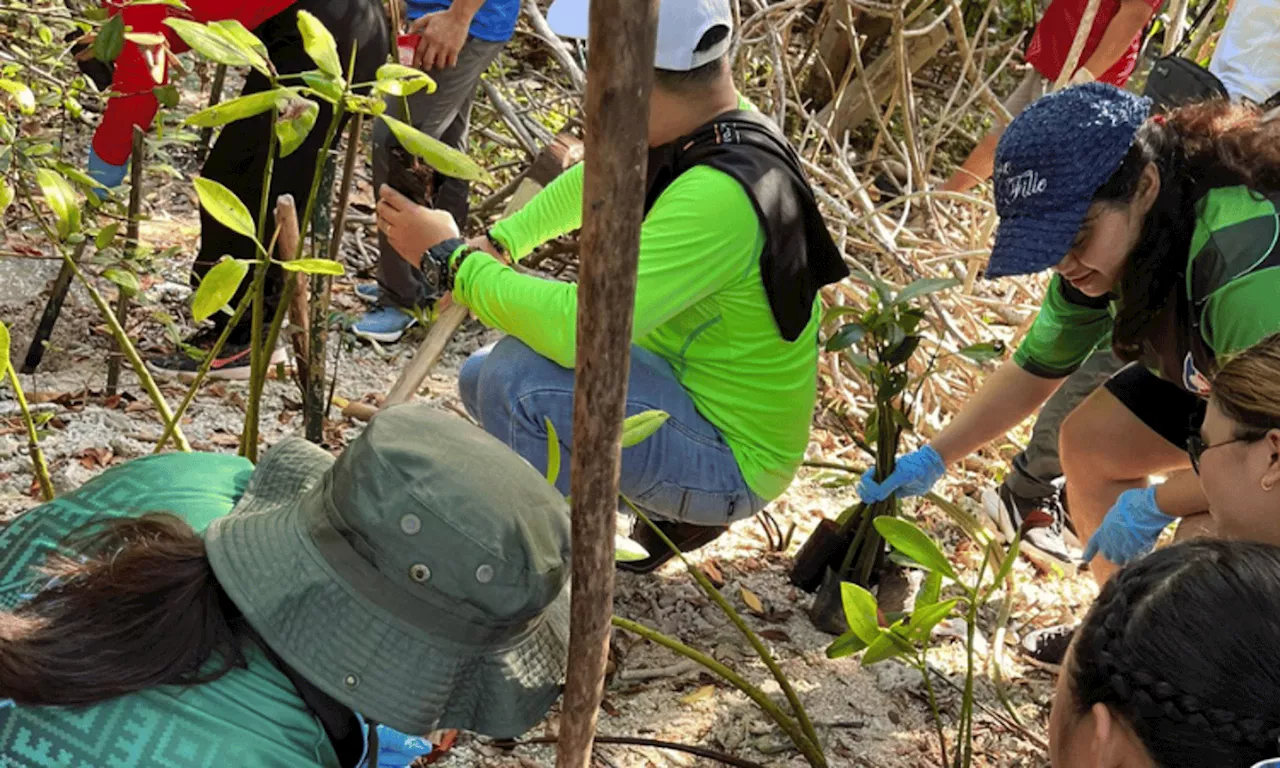 Dole-Davao plants 500 mangroves