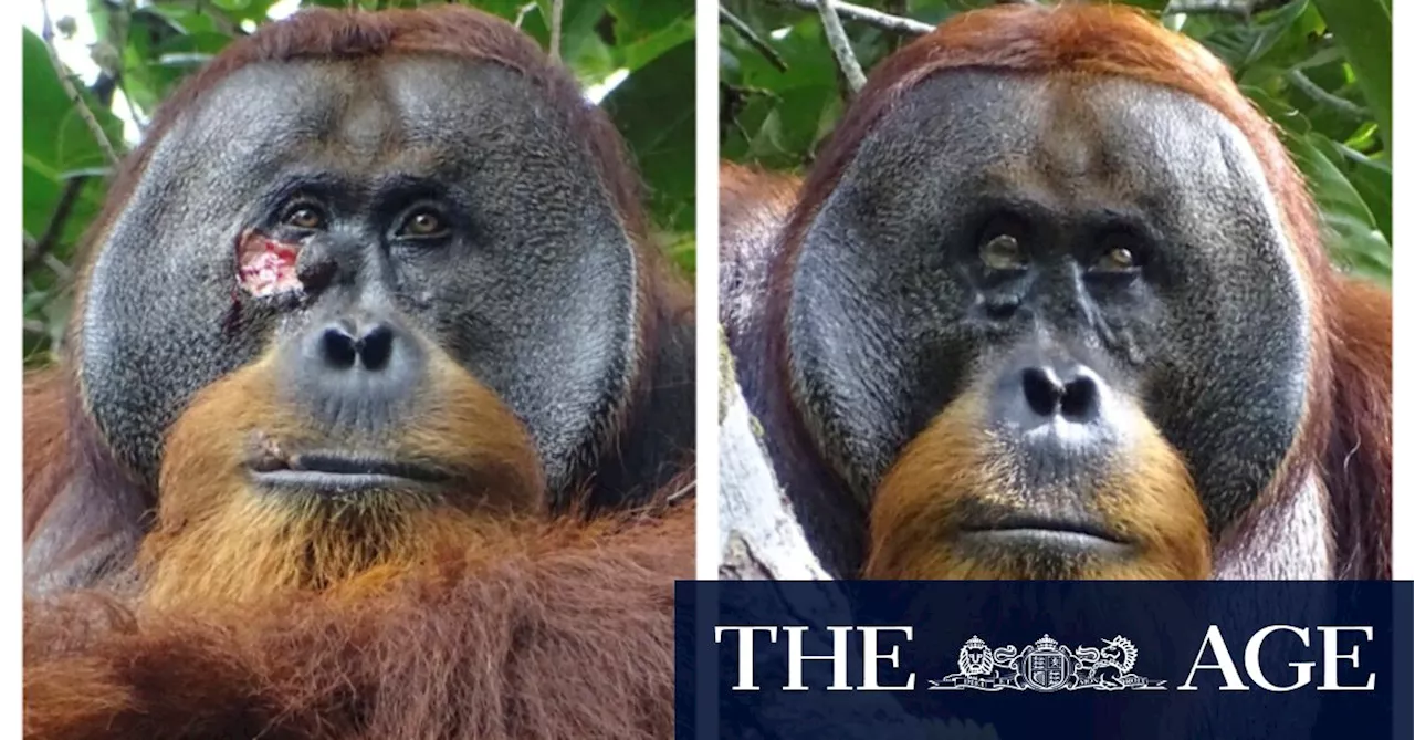 Wild first aid: Orangutan applies medicinal plant to treat facial wound