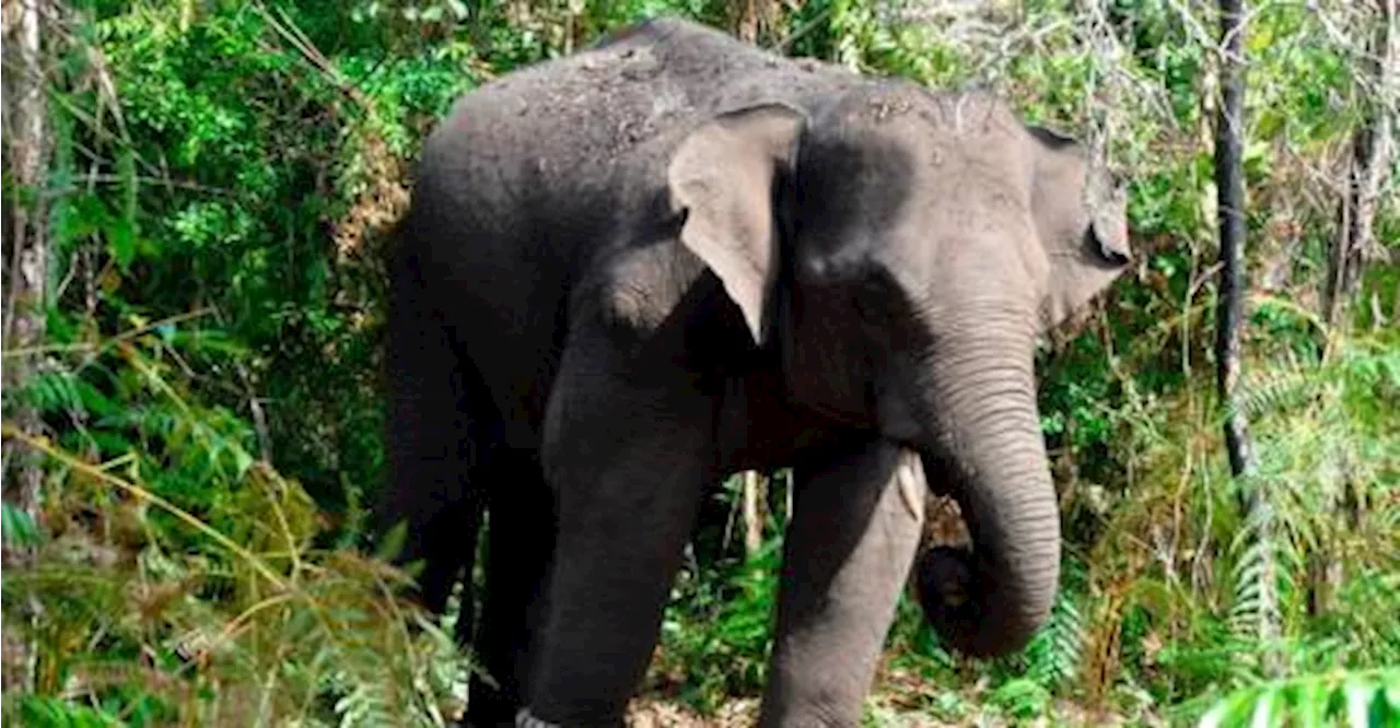 Perhilitan Kelantan tangkap gajah liar ganggu penduduk di Tanah Merah