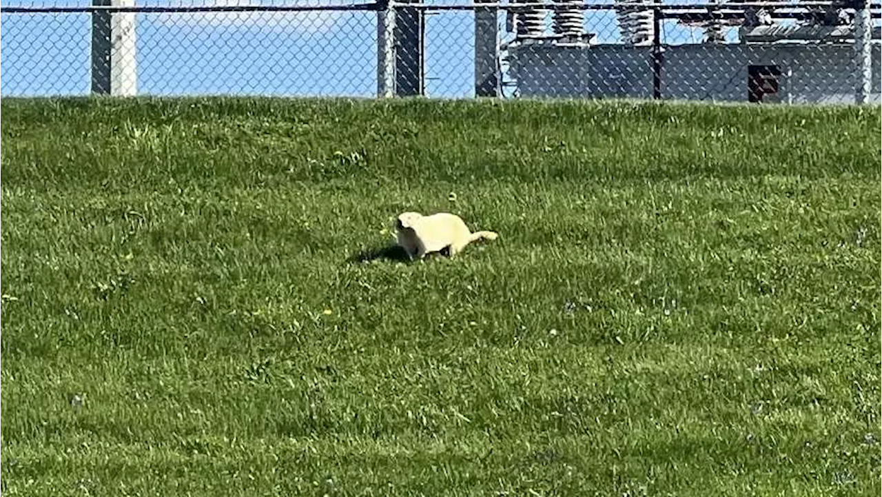 Albino groundhog spotted in south-central Pennsylvania field