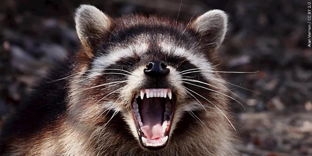 ADPH: Raccoon tests positive for rabies in Autauga County