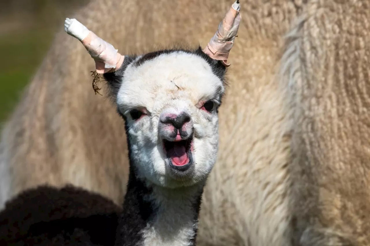 Baby alpaca recuperates after having treatment on her “floppy ears” in cute video footage