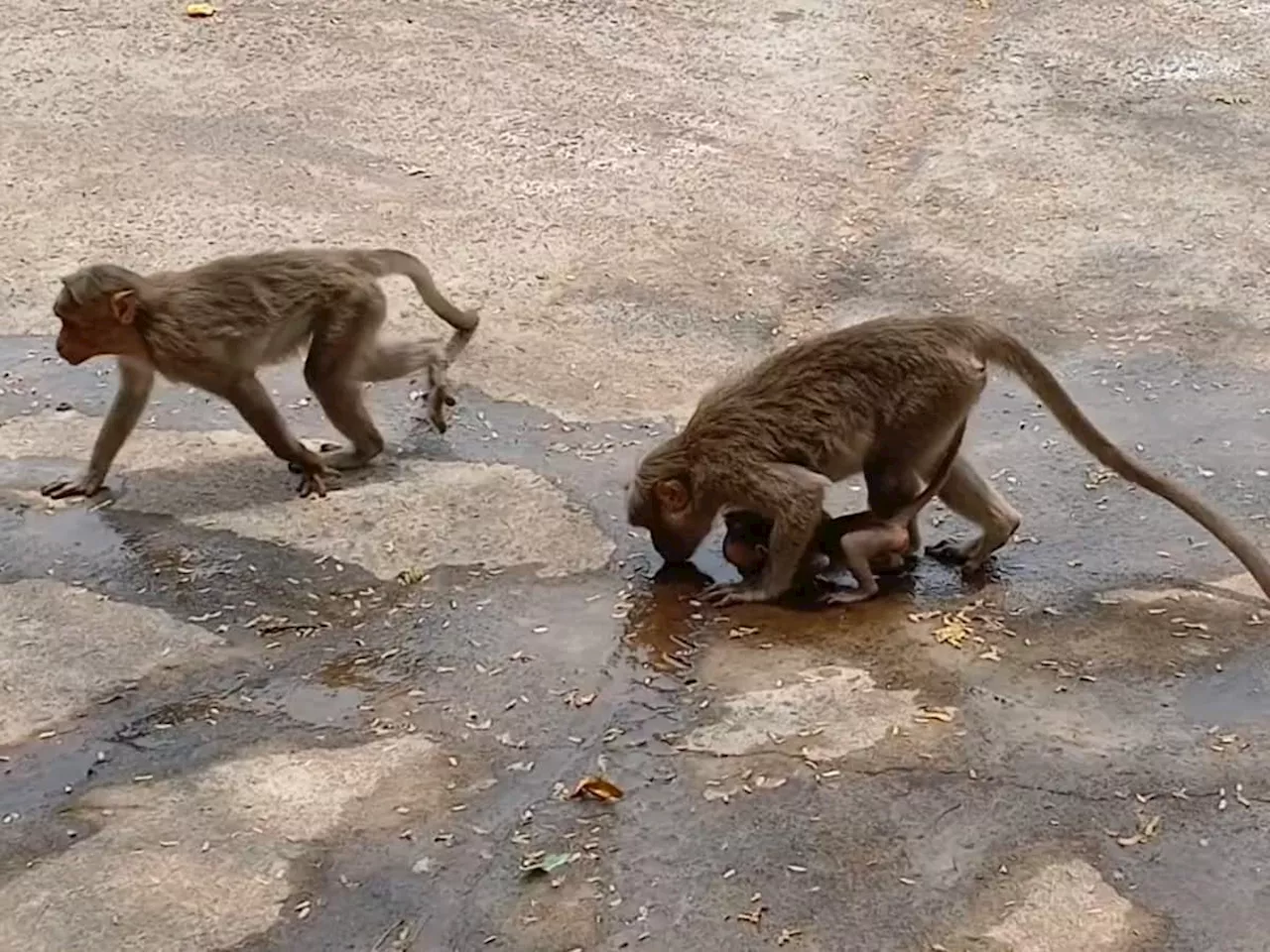 கடும் கோடையில்... ரோட்டில் சிந்தும் தண்ணீரை குடிக்கும் அவல நிலையில் குரங்குகள்..!!