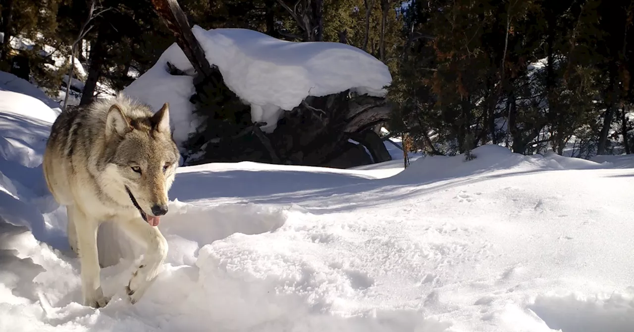 Yellowstone National Park’s oldest wolf gave birth to 3 pups this spring