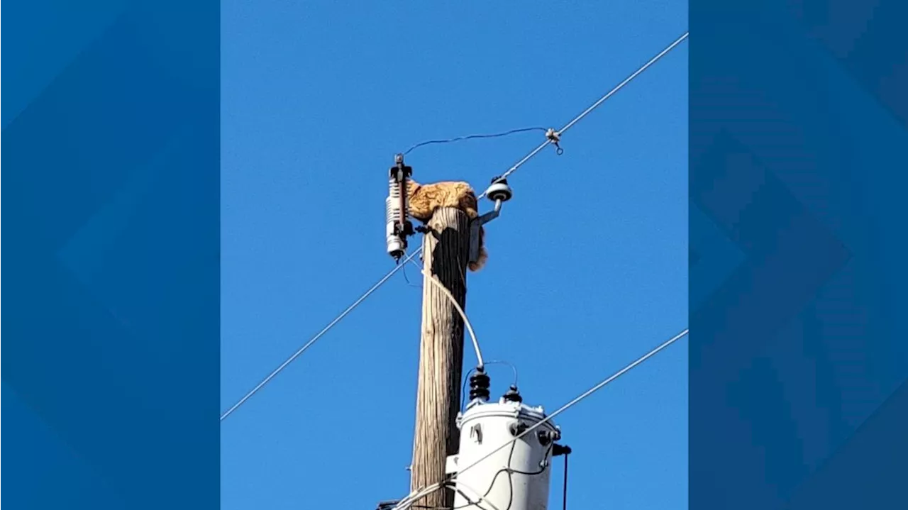 Sweet Pea rescued after climbing power pole