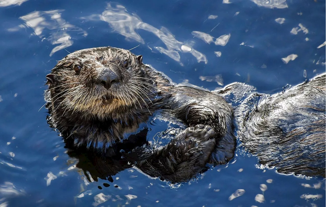 Etats-Unis : Après avoir disparu, la loutre chipeuse de planches refait surface au pays des surfers