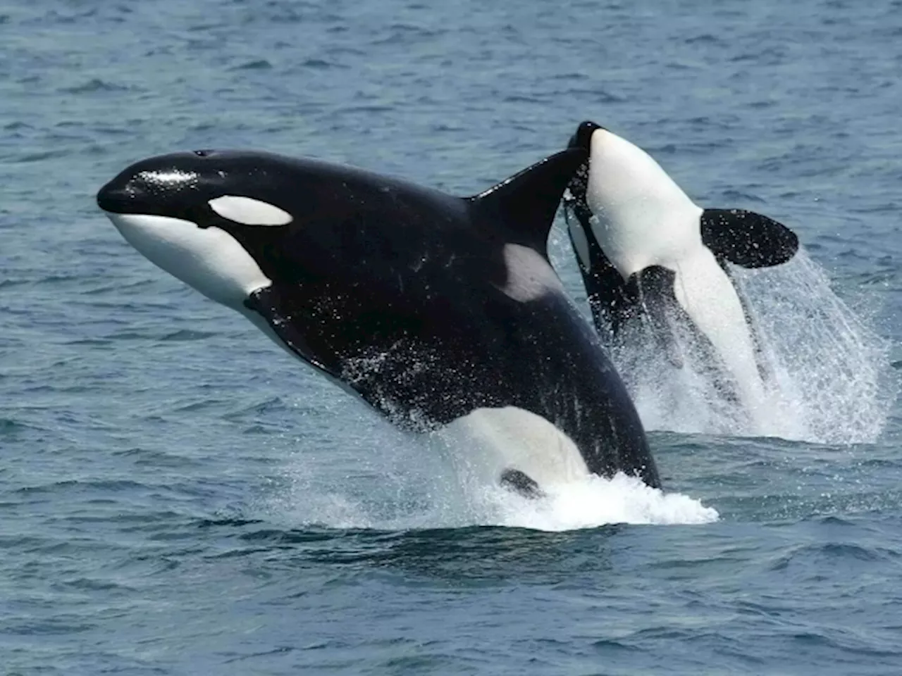 Scientists Finally Know Why Orcas Are Smashing Into Boats