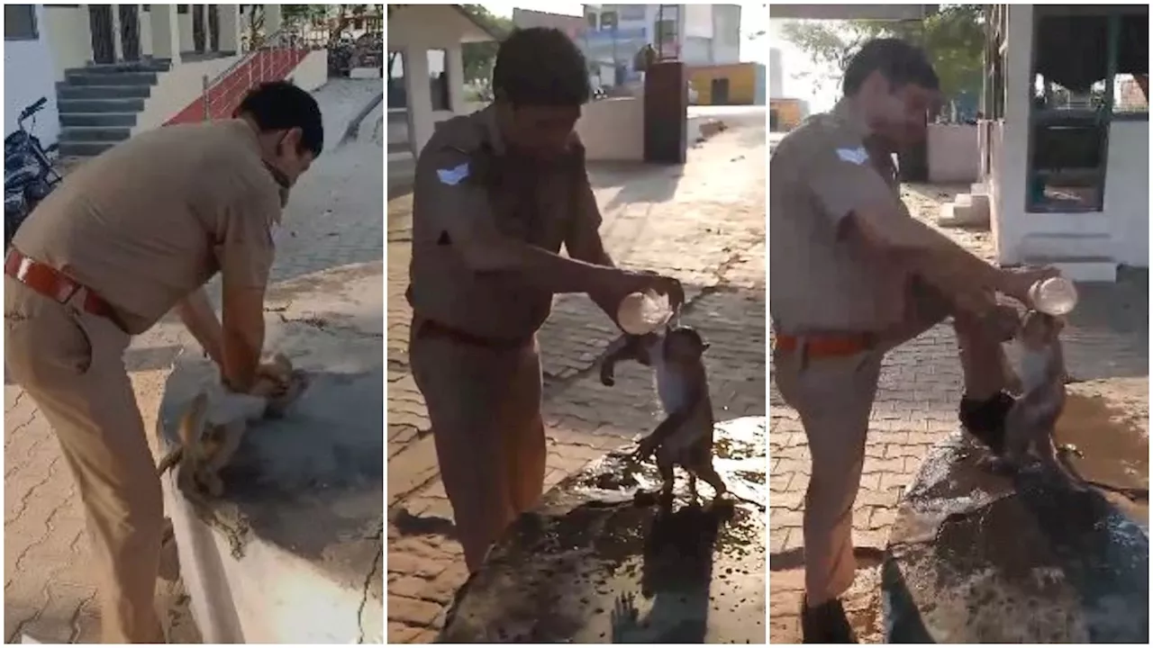 यूपी के बुलंदशहर में पुलिसकर्मी ने CPR देकर बचाई बेहोश पड़े बंदर की जान, VIDEO वायरल