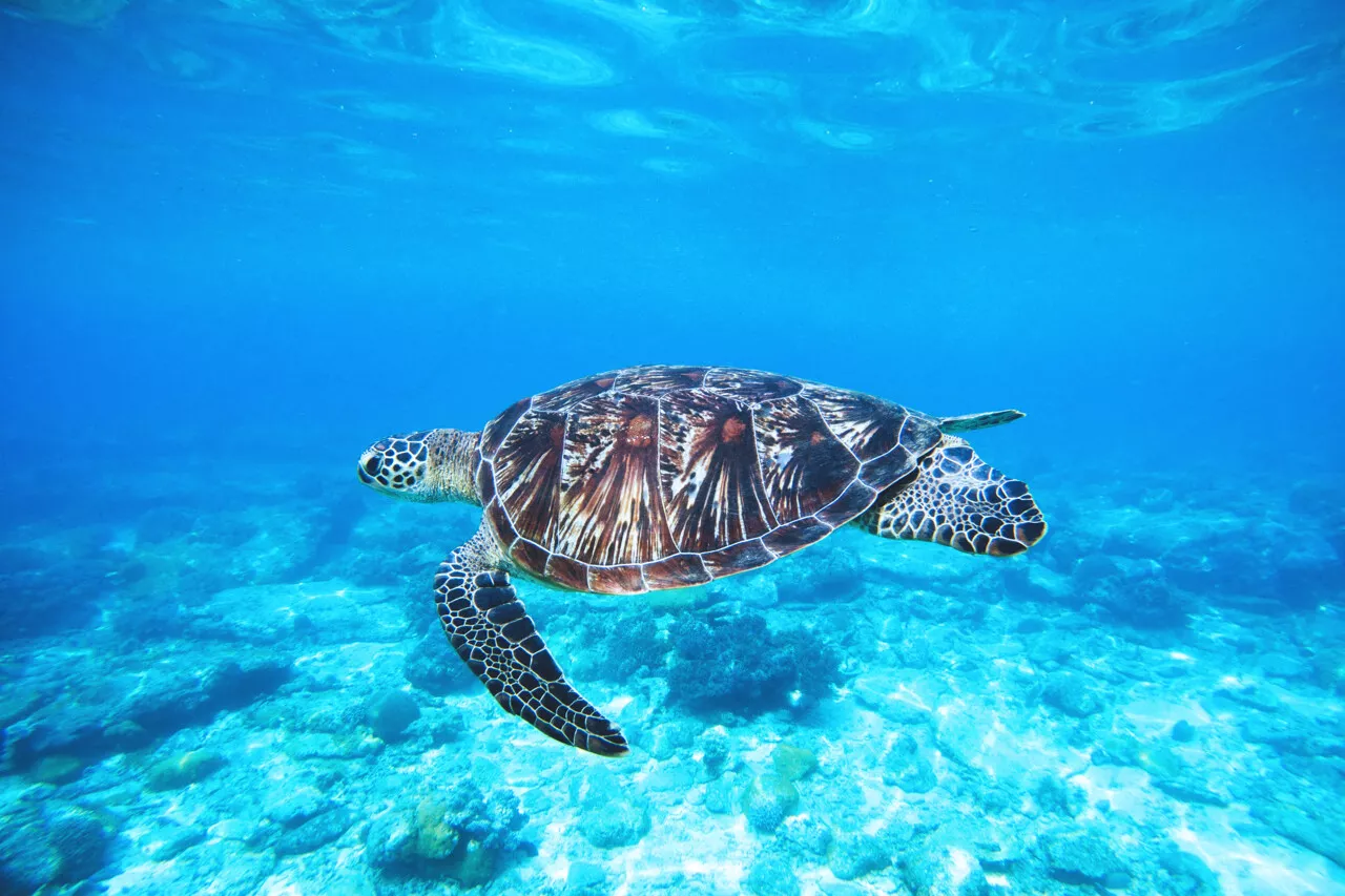 Charente-Maritime : 65 tortues de mer remises à l'eau à l'île de Ré