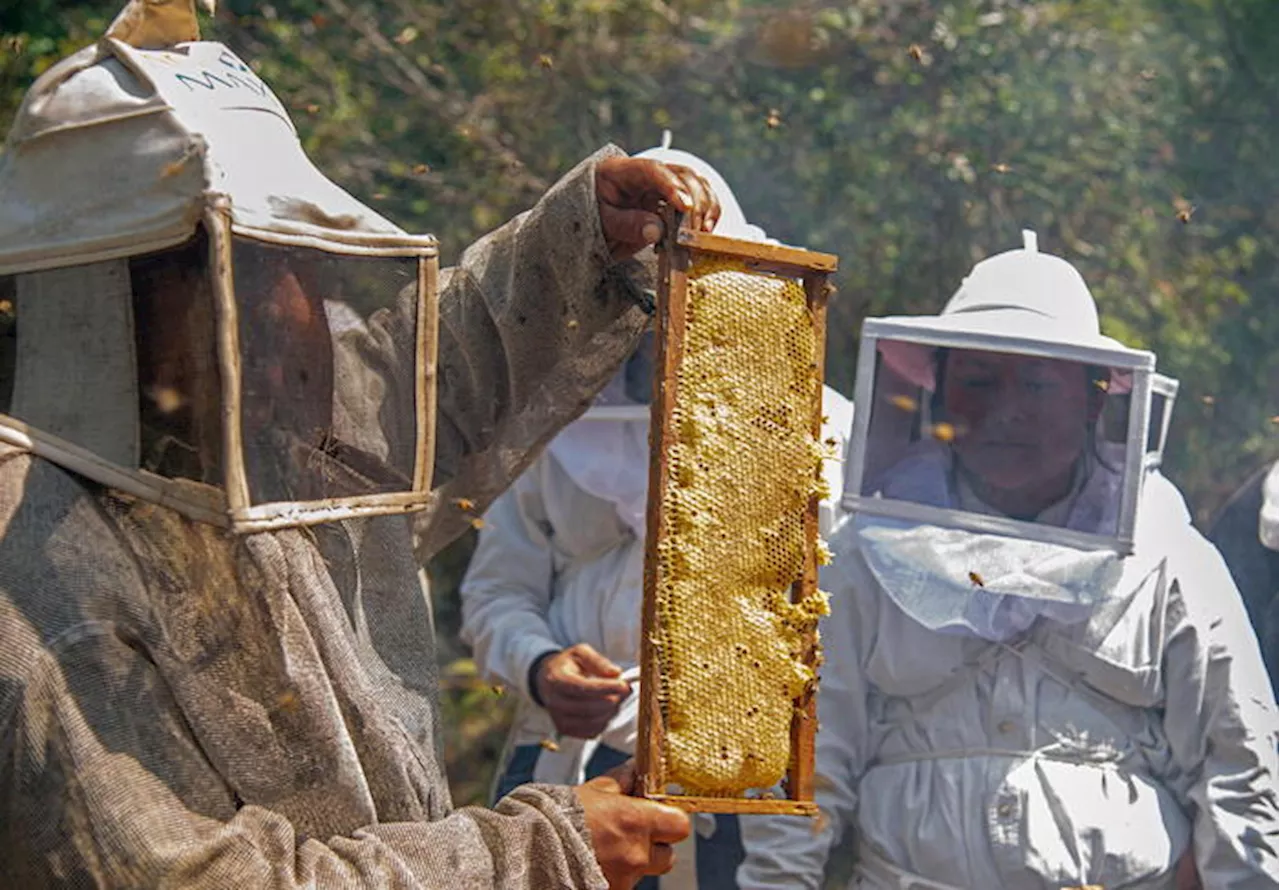 Apicoltori al primo tavolo convocato al ministero della Salute