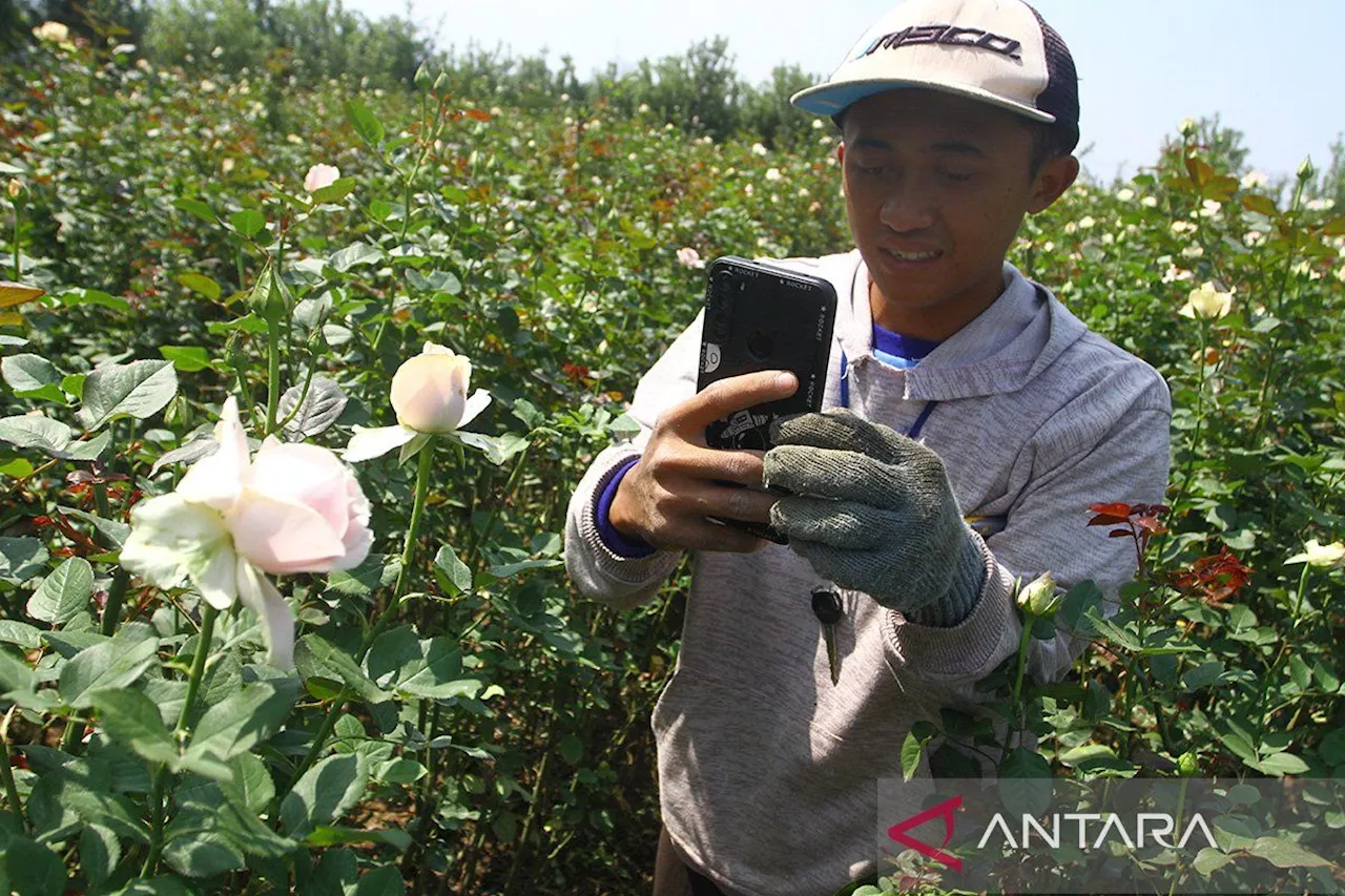 Petani Generasi Z membudidayakan mawar di Batu