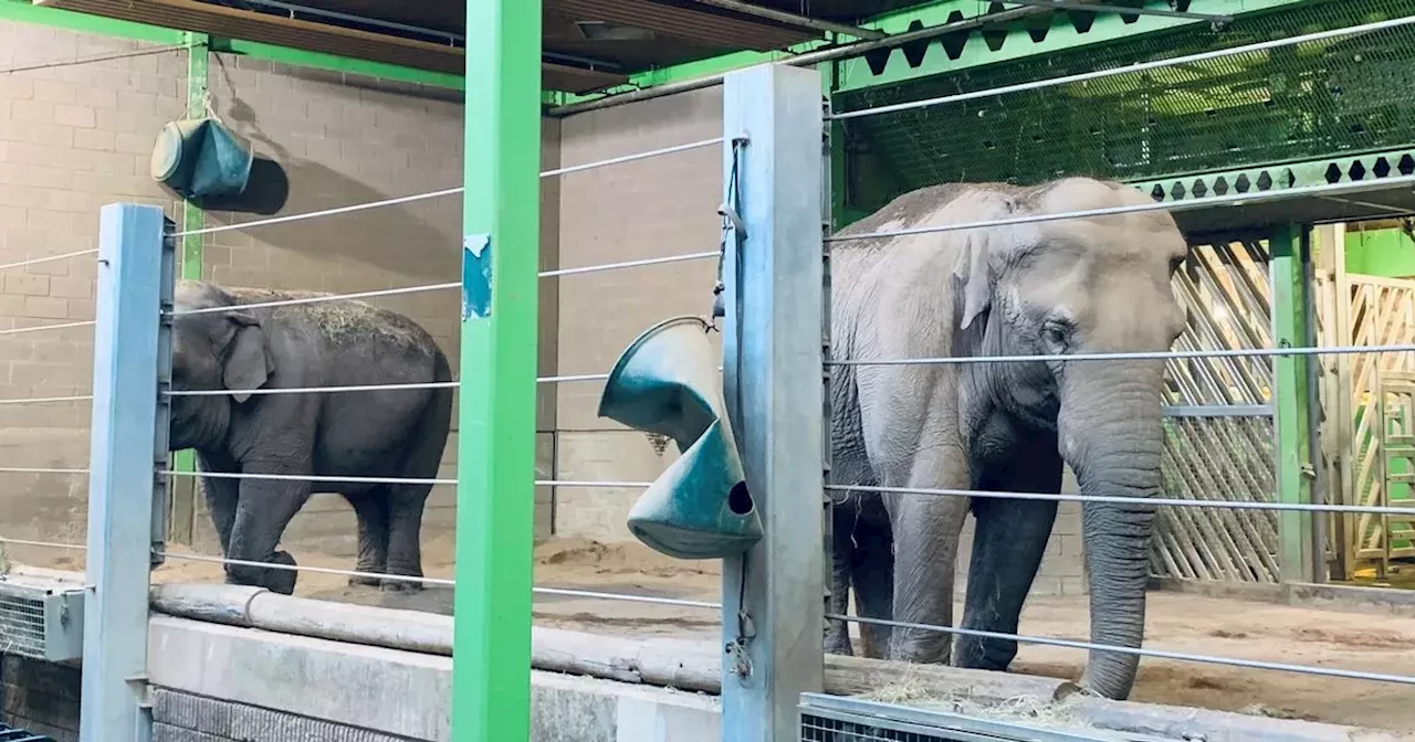 Council report details £65,000 bill for shipping elderly Belfast Zoo elephants