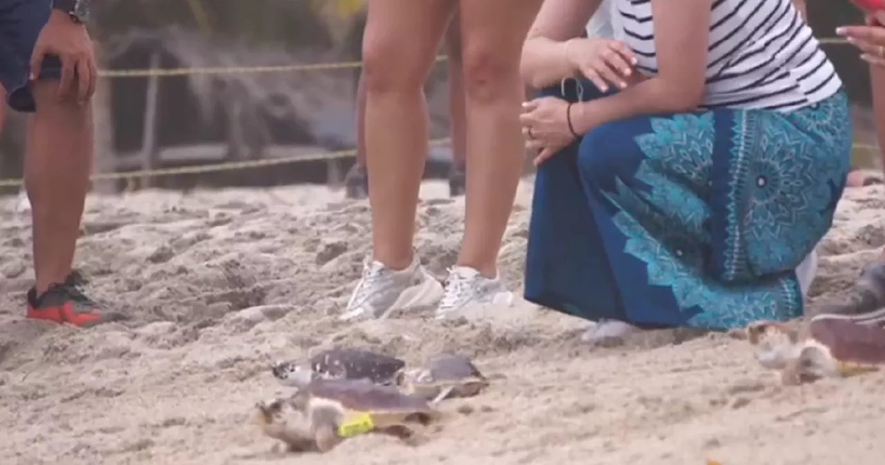 Liberan 200 tortugas en mar de Casagrande, Magdalena, durante la semana de los océanos