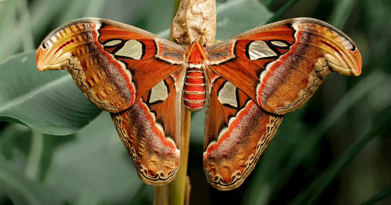 Butterflies’ Scale Nano-Structures Are So Powerful That They Don’t Fade From Ultraviolet Sun Rays