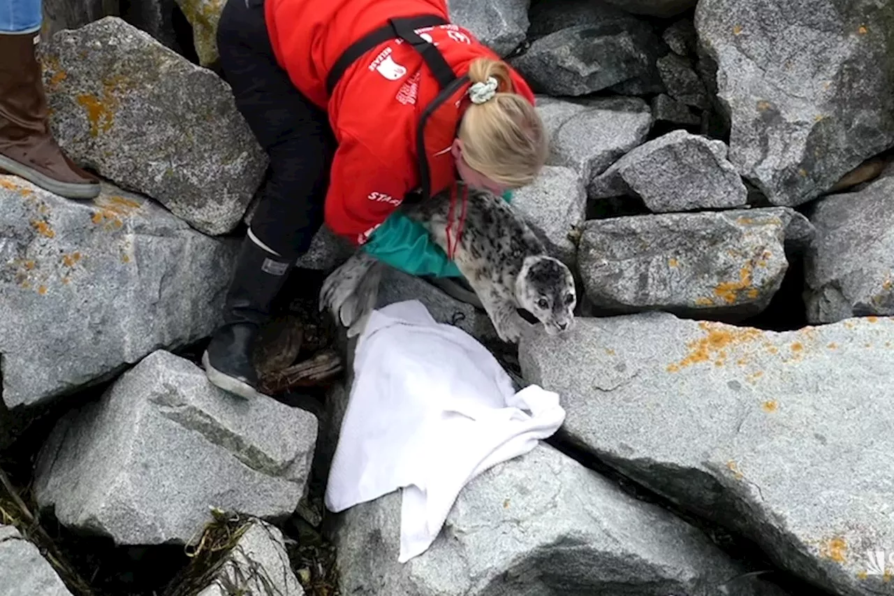 'Wouldn't have survived': Two baby seals rescued in B.C.